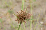 Fuzzy flatsedge